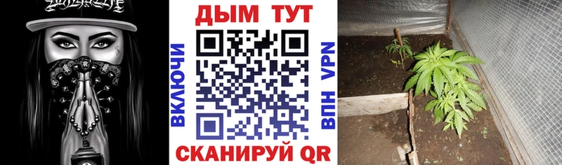 Шишки марихуана гибрид Курлово